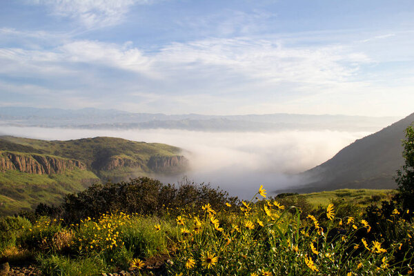Vibrant wildflowers overlooking fog-filled mountain valley