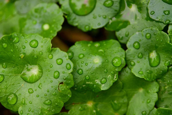 Sebze bahçesinde yağmur damlaları var.