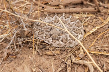 Çölde saklanan sarmalanmış bir elmas sırtlı çıngıraklı yılan
