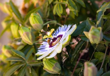 Tutku Çiçeği ve Arı: Sıcak Güneş Işığında Nektar Koleksiyonu