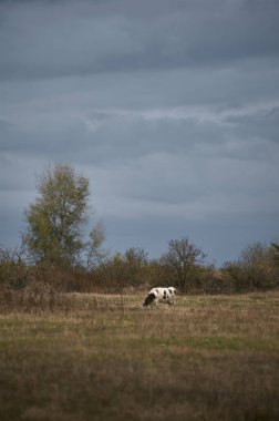 Bir inek fırtına bulutlarına karşı tarlada otluyor.