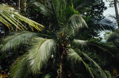 Tropikal yağmur ormanlarındaki Hindistan cevizi palmiyesi ağacı, Cahuita, Kosta Rika
