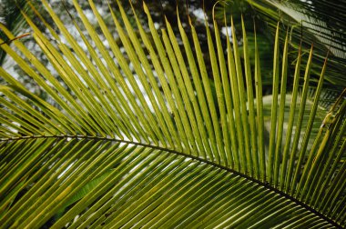 Güneş Işığında Tropikal Palmiye Yaprağının Yakın Çekimi, Cahuita, Kosta Rika