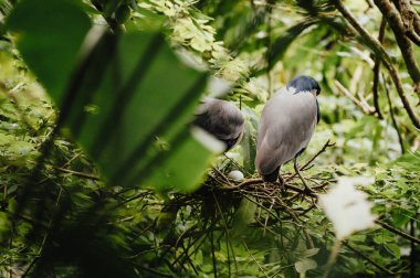 Yağmur ormanlarında yuva yapan balıkçıl çifti, Cahuita Ulusal Parkı