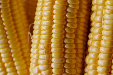 Tam kare taze mısır tohumu kabuğu soyulmuş