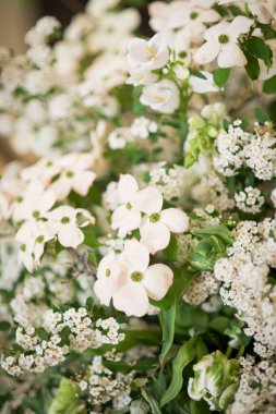 Yumuşak Beyaz Çiçeklerin ve Yeşilliğin Yakın Çekimi