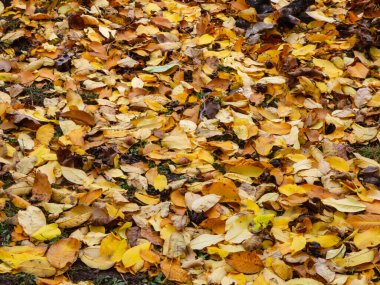 Altın Sonbahar Yapraklarının Tam Çerçeveli Halısı