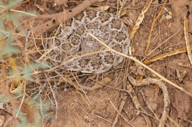Çölde saklanan sarmalanmış bir elmas sırtlı çıngıraklı yılan