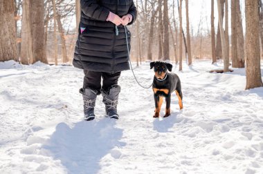 Rottweiler köpek yavrusu ve sahibi kışın köpek itaati alıştırması yapıyor.