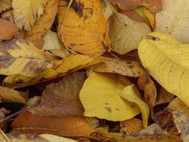 Zengin Altın ve Kahverengi Sonbahar Yaprakları