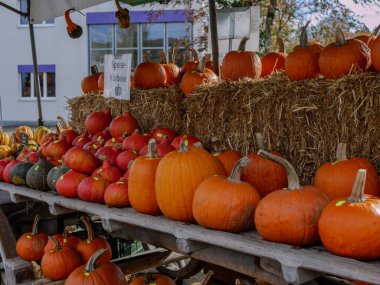 Saman piyasasında balkabakları
