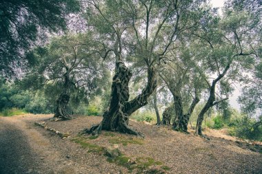 Karadağ 'da büyük zeytin ağacı