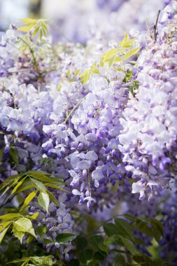 Güneş Işığında Çiçekli Lavanta Salkımının Yakın Çekimi