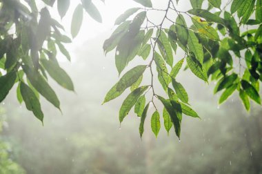 La Piedra del Indio Şelalesi patikasına yağmur damlıyor