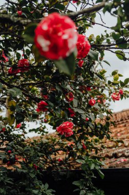 Kırmızı kamelya dalları kiremitli çatı, Porto, Portekiz
