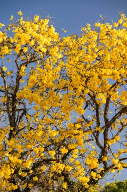Tarihsel sömürge kasabasındaki sarı trompet ağacına güzel bir manzara