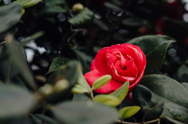 Yeşil yaprakların arasında kırmızı kamelya çiçeği, Porto, Portekiz