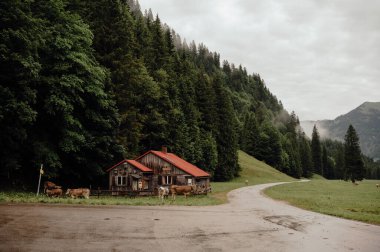 Allgau Alpleri, sisli Alp Vadisi 'nde kır evi ve otlayan inekler.