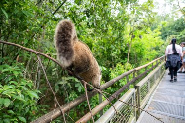 Quati rakunu Iguassu Şelalesi 'nde turist yürüyüşü yolunda