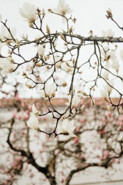 Arkadaki Yumuşak Pembe Ağaçlarla Beyaz Manolya Çiçekleri, Porto