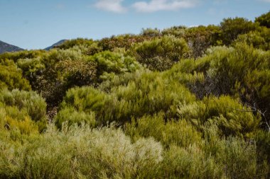 Ikara Ulusal Parkı 'nda kış boyunca yeşil bitki örtüsü