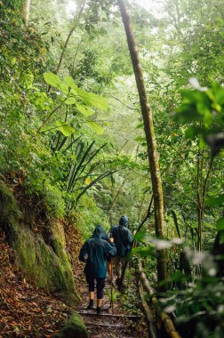 La Piedra del Indio, Kosta Rika yakınlarındaki yağmur ormanlarındaki yürüyüşçüler