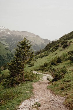 Allgau Alplerinde Yalnız Ağaç ile Dağ Yolu