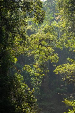 Itatiaia 'daki yeşil Atlantik yağmur ormanları şelalesinin güzel manzarası
