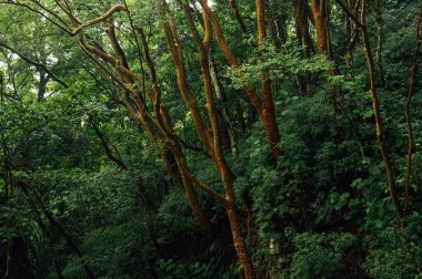 La Piedra del Indio yakınlarındaki tropikal yağmur ormanlarında Guarumo colorado ağaçları