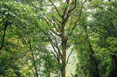 La Piedra del Indio yakınlarındaki tropikal yağmur ormanlarında ağaç tepe örtüsü
