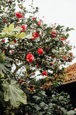 Kırmızı çiçekli kamelya ağacı, Porto, Portekiz