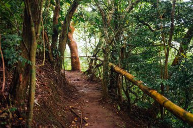 La Piedra del Indio şelalesine giden orman yolu, Monteverde Kosta Rika