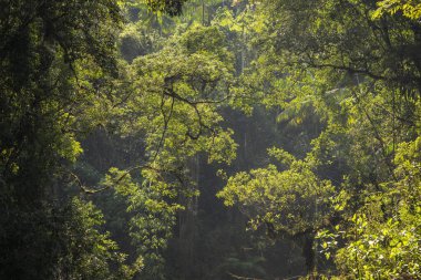 Itatiaia 'daki yeşil Atlantik yağmur ormanları şelalesinin güzel manzarası