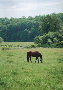 Yeşil bir çayırda sinek maskesi takan at ot yiyor.