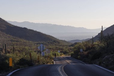 Tucson yakınlarındaki Saguaro Milli Parkı 'nda sabahın erken saatlerinde.