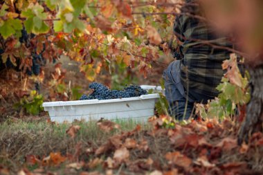 Kuzey Kaliforniya 'da hasat sırasında üzüm topluyorum.