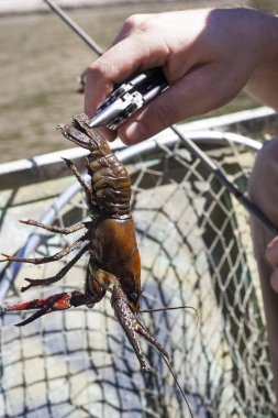 Avlanma ağının üzerinde kerpetenle el ele tutuşan kerevit.