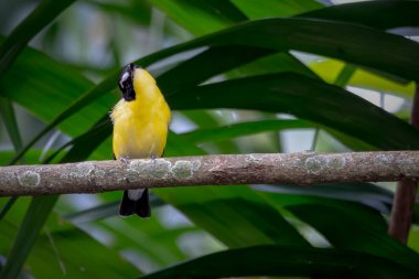 Sarı popolu Sinek Avcısı Göçmen kuşlar dallara tünemiş