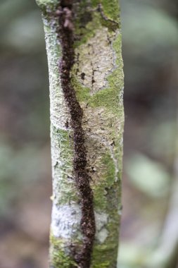 Amazon yağmur ormanlarında ağaç gövdesinde termit tüneli