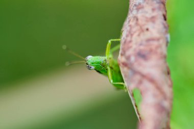 Yaprakların üzerindeki çekirgenin yakın görüntüsü