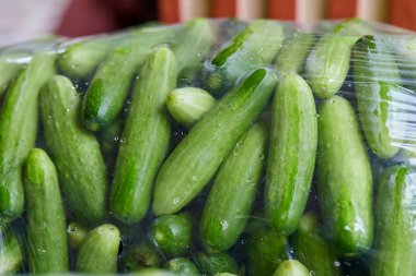 Plastik poşette taze salatalıklar.