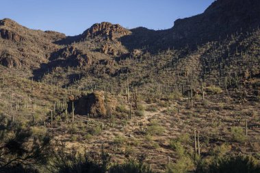 Tucson yakınlarındaki Saguaro Ulusal Parkı 'nda sabahın erken saatlerinde kaktüs manzarası.