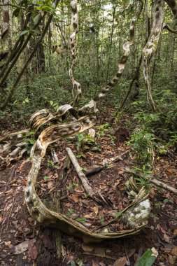Asma ve yeşil Amazon yağmur ormanlarına güzel bir manzara, Amazonlar