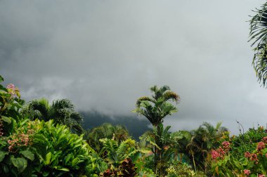Kara Fırtına Bulutlarıyla Tropikal Bahçe La Fortuna Kosta Rika