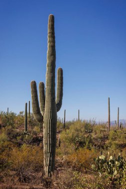 Arizona 'daki Saguaro Ulusal Parkı Kaktüs manzaralı.