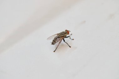 Close-up view of flies on white floor