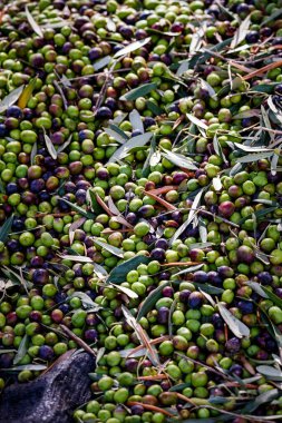 Hasat Ağı 'nda Büyük Zeytin Yığını