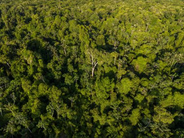 Rio Negro 'daki yeşil Amazon yağmur ormanları adasının güzel hava manzarası