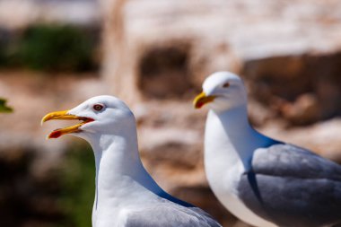 Bir çift Sarı Ayaklı Martı Taşa Karşı