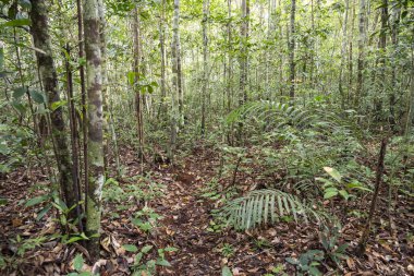 Asma ve yeşil Amazon yağmur ormanlarına güzel bir manzara, Amazonlar